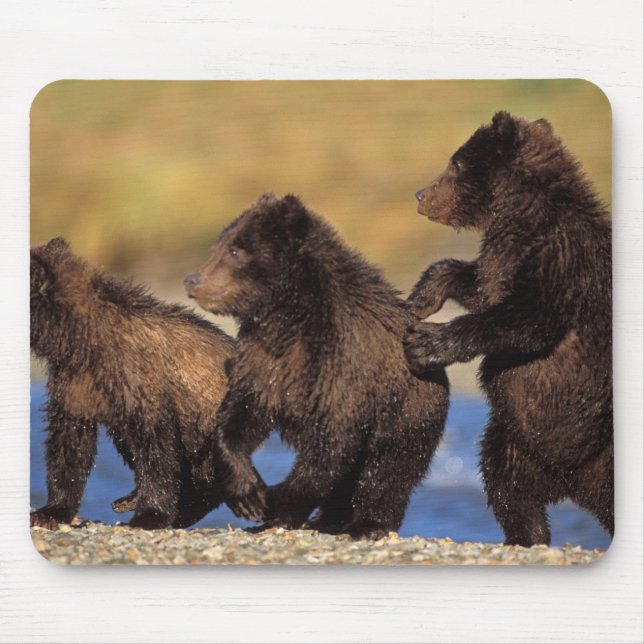 Braunbär, Ursus arctos, Grizzlybär, Ursus Mousepad (Vorne)