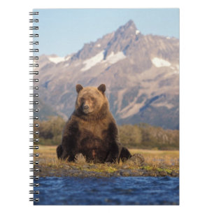 Braunbär, Ursus arctos, Grizzlybär, Ursus Notizblock