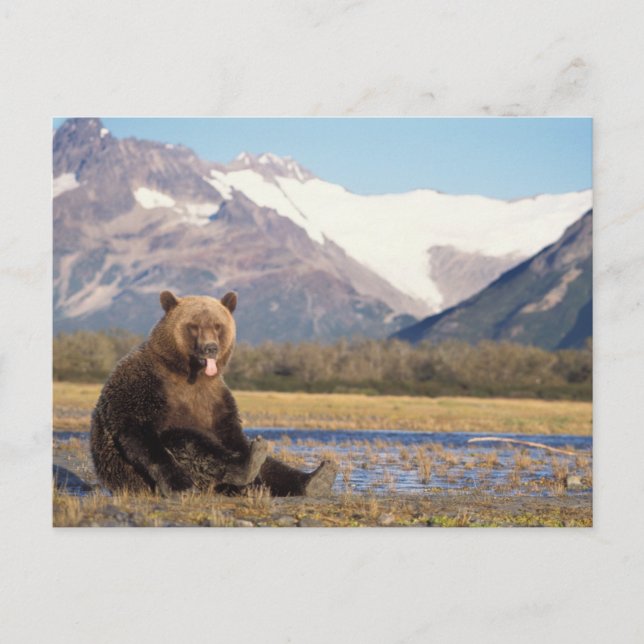 Braunbär, Ursus arctos, Grizzlybär, Ursus Postkarte (Vorderseite)