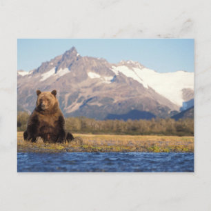 Braunbär, Ursus arctos, Grizzlybär, Ursus Postkarte