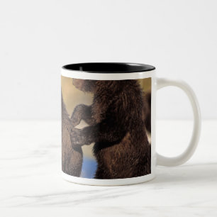 Braunbär, Ursus arctos, Grizzlybär, Ursus Zweifarbige Tasse