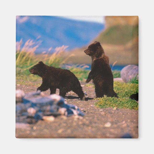 Braunbär, Ursus arctos, Halbinsel Alaska, Magnet (Vorne)