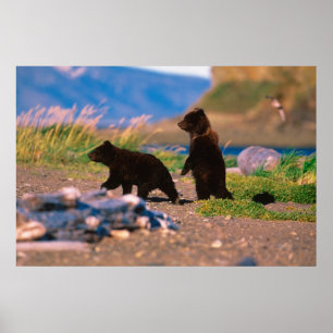 Braunbär, Ursus arctos, Halbinsel Alaska, Poster