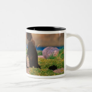 Braunbär, Ursus arctos, Halbinsel Alaska, Zweifarbige Tasse