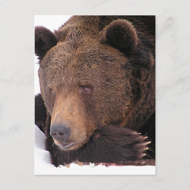 Braunbär Winter Postkarte (Vorderseite)