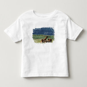 Braunbären beim Spielen, Ursus arctos, Alaska Kleinkind T-shirt