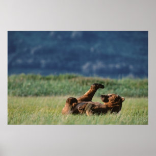 Braunbären beim Spielen, Ursus arctos, Alaska Poster