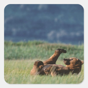 Braunbären beim Spielen, Ursus arctos, Alaska Quadratischer Aufkleber