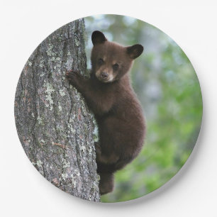 Braunbären-Foto Pappteller