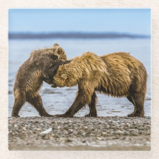 Braunbären Glasuntersetzer (Vorderseite)