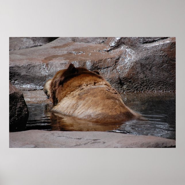 Braunbären Poster (Vorne)