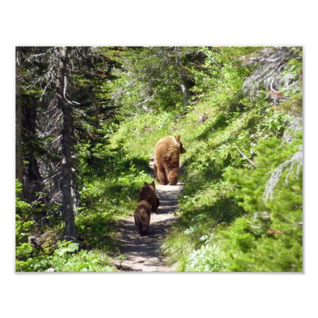 Braunbärenfamilie Fotodruck (Vorne)