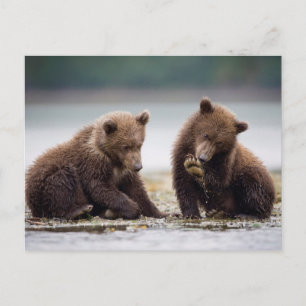 Braunbärenjunge am Bach Postkarte
