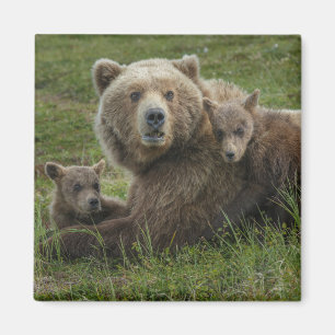 Braunbärenjunge kuscheln mit ihrer Mutter Magnet