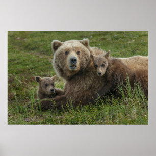 Braunbärenjunge kuscheln mit ihrer Mutter Poster
