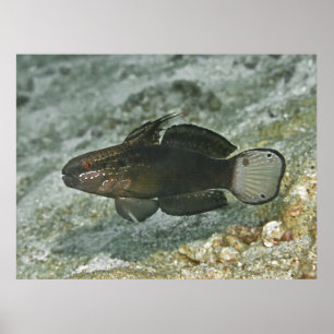 Braunbart Goby Poster