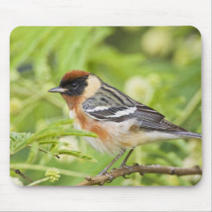 Braunbrustwaldsänger (Dendroica castanea) adult Mousepad