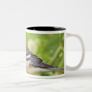 Braunbrustwaldsänger (Dendroica castanea) adult Zweifarbige Tasse