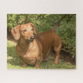 Braune Dackel Puzzle