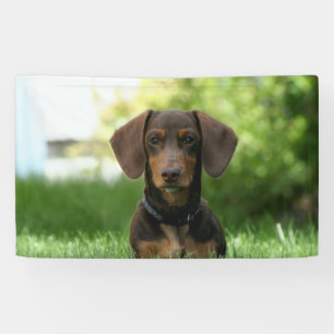 Braune Dackel Welpe Banner