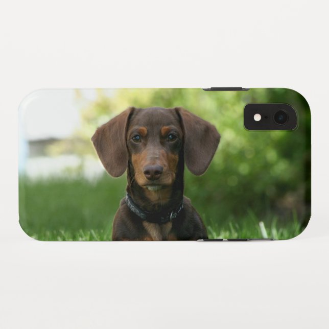 Braune Dackel Welpe Case-Mate iPhone Hülle (Rückseite (Horizontal))