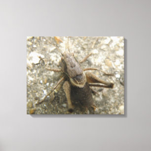 Braune Feldgitter-Canvas drucken Leinwanddruck