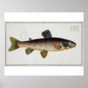Braune Forelle (Salmo Iasustris) Platte XXIII von  Poster