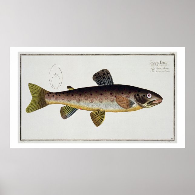 Braune Forelle (Salmo Iasustris) Platte XXIII von  Poster (Vorne)