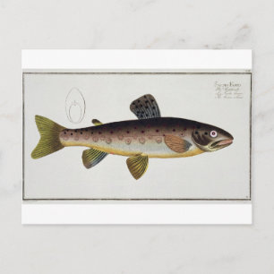 Braune Forelle (Salmo Iasustris) Platte XXIII von  Postkarte