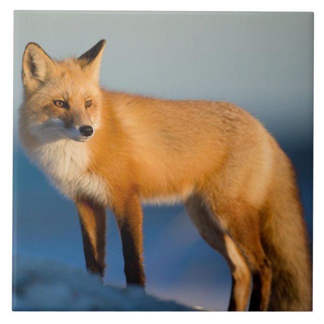 Braune Fox-Keramik Fliese (Vorderseite)