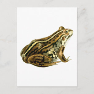 Braune Frosch-Illustration im Vintage-Stil Postkarte