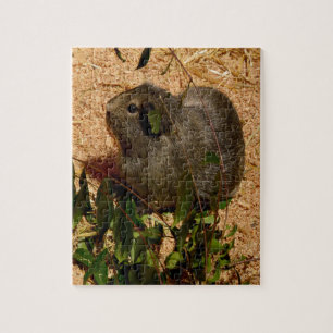 Braune Guinea Schweinchen, Jigsaw Puzzle