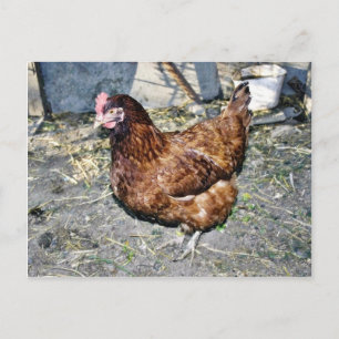 Braune Henne im Hinterhof Postkarte