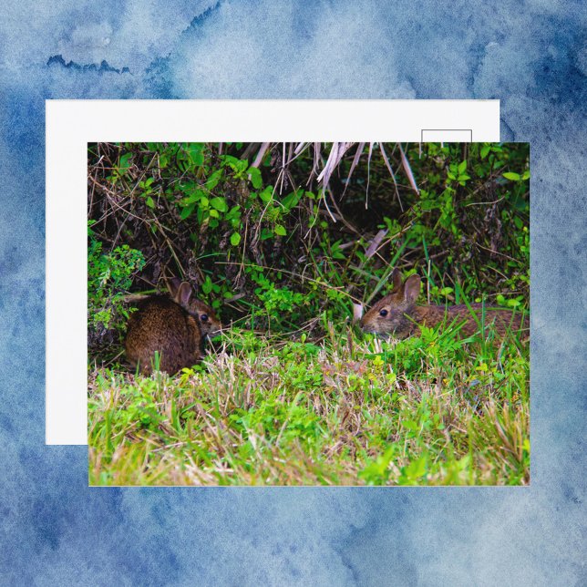 Braune Kaninchen in Viera Wetlands Florida Postkarte (A postcard with a photograph of two brown rabbits enjoying some grass.)