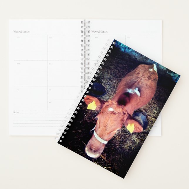 Braune Kuh Planer (Anzeige)