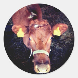 Braune Kuh Runder Aufkleber