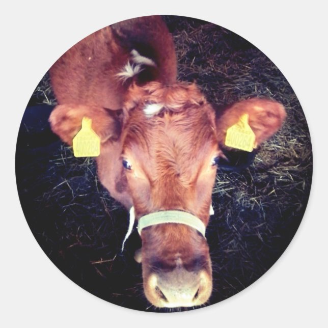 Braune Kuh Runder Aufkleber (Vorderseite)
