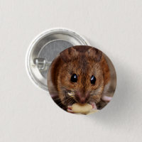 Braune Maus Eating Erdnuss Nah-up