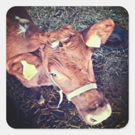 Braune Mohnkuh Quadratischer Aufkleber