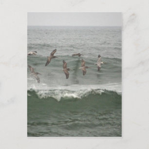 Braune Pelikane und Oregon Surf Postkarte
