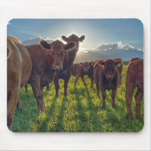 Braune Rinder in Weiden Mousepad