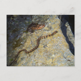 Braune Schlange am Felsen Postkarte