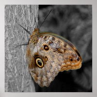 Braune Schmetterlingsfarbe