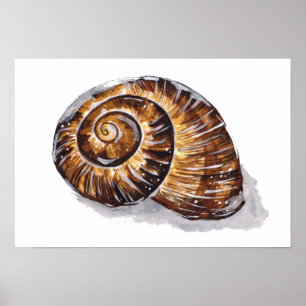 Braune Schnecke Muschel Poster