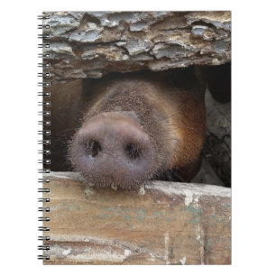 Braune Schweinekotze durch rustikalen Zaun Notizblock