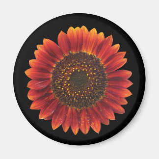 Braune Sonnenblume Magnet