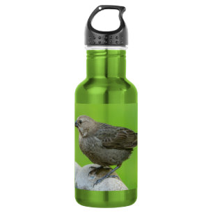 Braune überzogene Cowbird Wasserflasche aus nicht