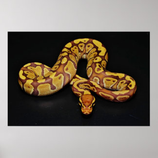 Braune und goldene Ball Python Poster