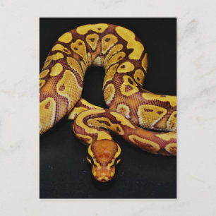 Braune und goldene Ball Python Postkarte