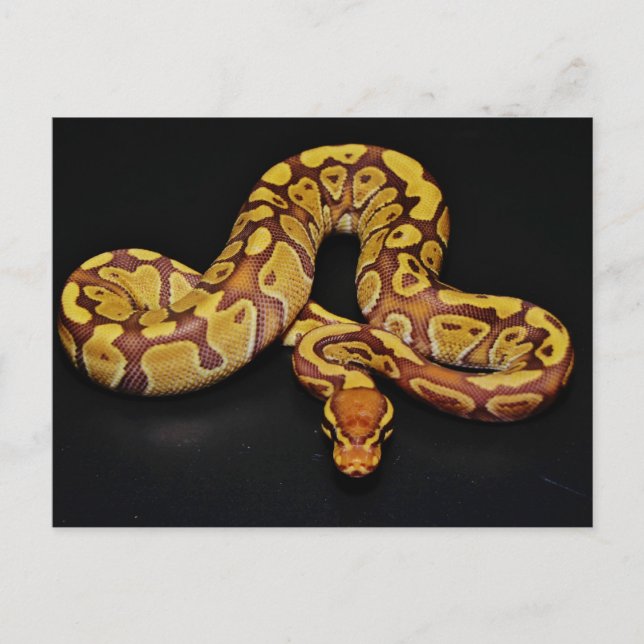Braune und goldene Ball Python Postkarte (Vorderseite)